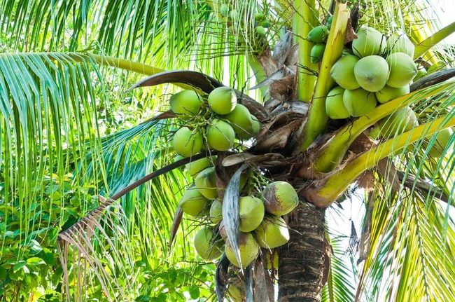 Towering Coconut Palms Island Vibes