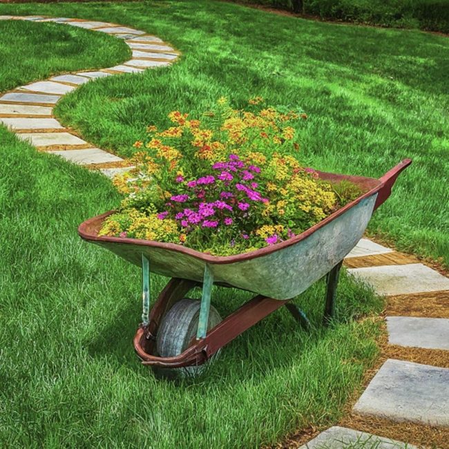 Weathered Wheelbarrow Bursting With Blooms