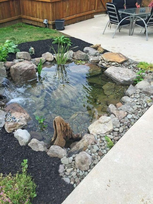 Natural Pond With Aquatic Plants