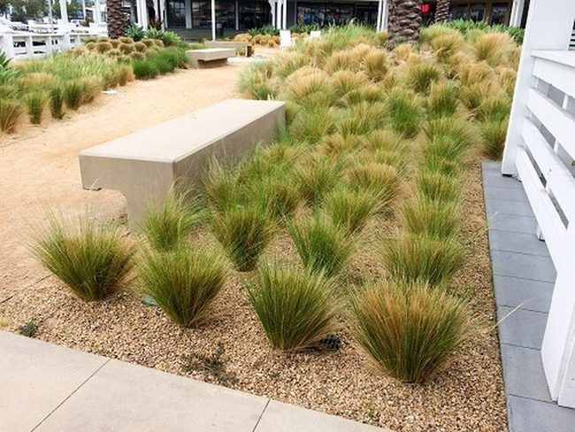 Pale Green Grass Dancing With Gravel