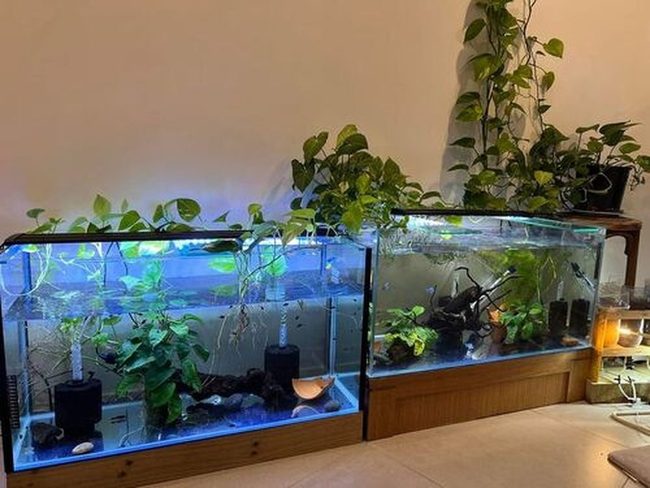 Cascading Green Vines For Aquariums