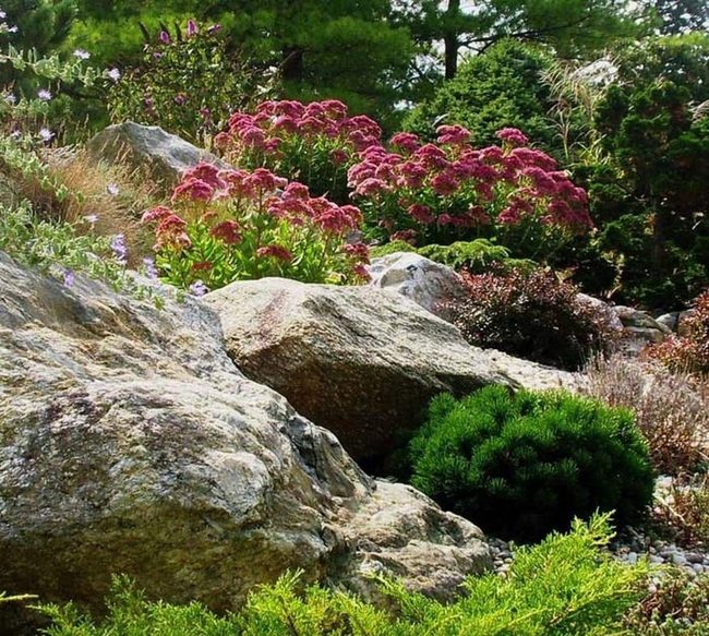 Succulents And Stone Garden Contrast