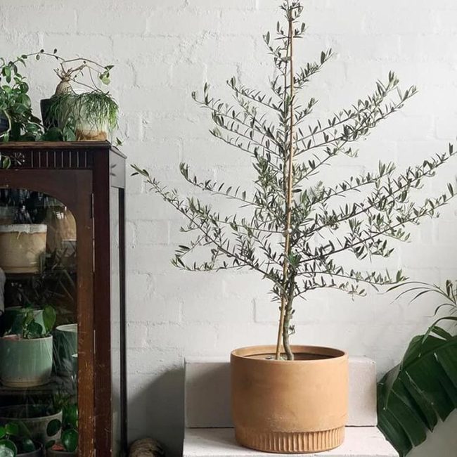 Compact Olive Trees, Zero Fuss Living