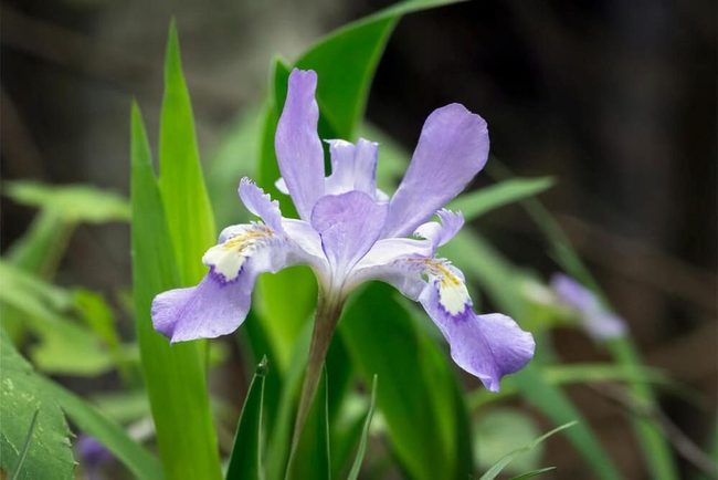 Baby-Blue Iris Conquers Shade