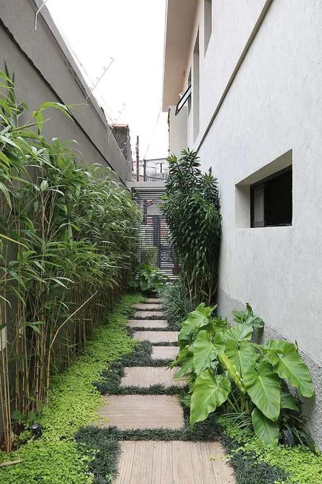 Urban Bamboo Garden Oasis