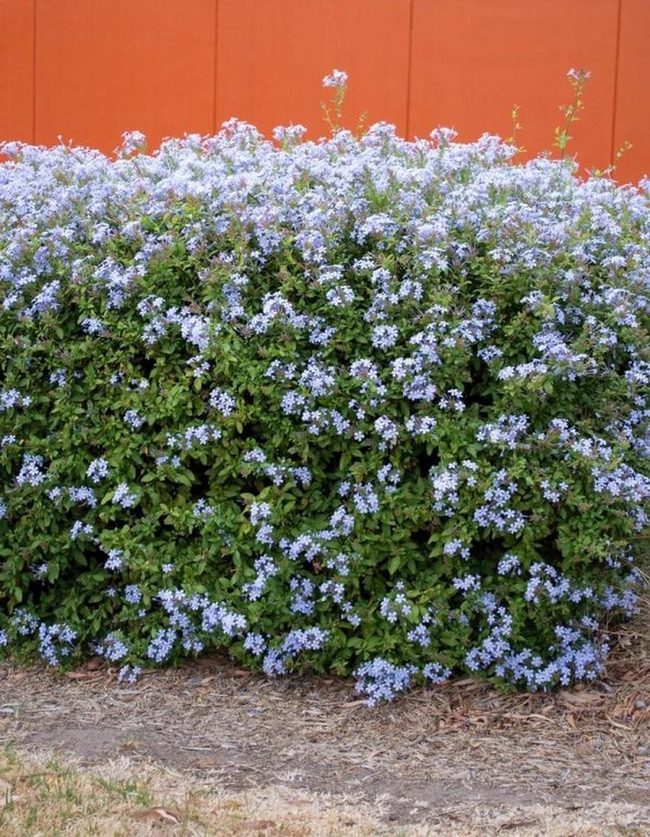 Blue Hydrangeas Against Warm Orange