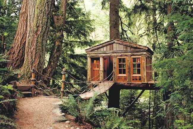 Wooden Treehouse Among Forest Canopy