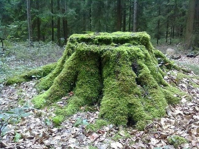 Soft Green Wood Life