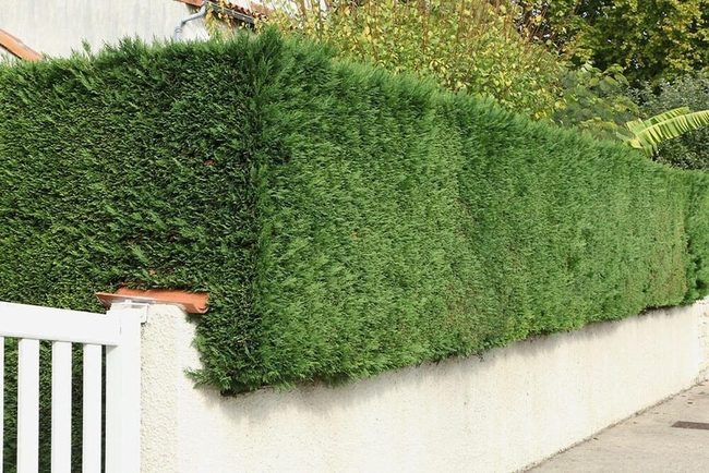Towering Green Privacy Screen