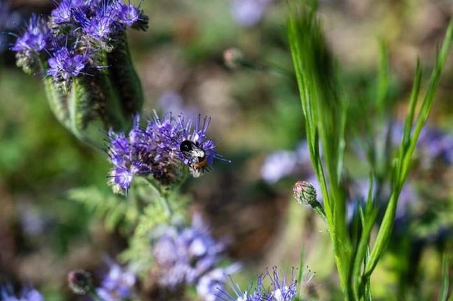 Green Minty Mosquito Repellent Plant