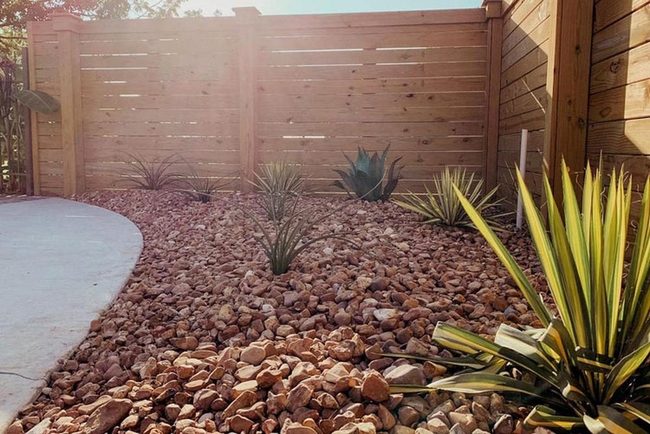 Drought-Tolerant Desert Plants Landscape