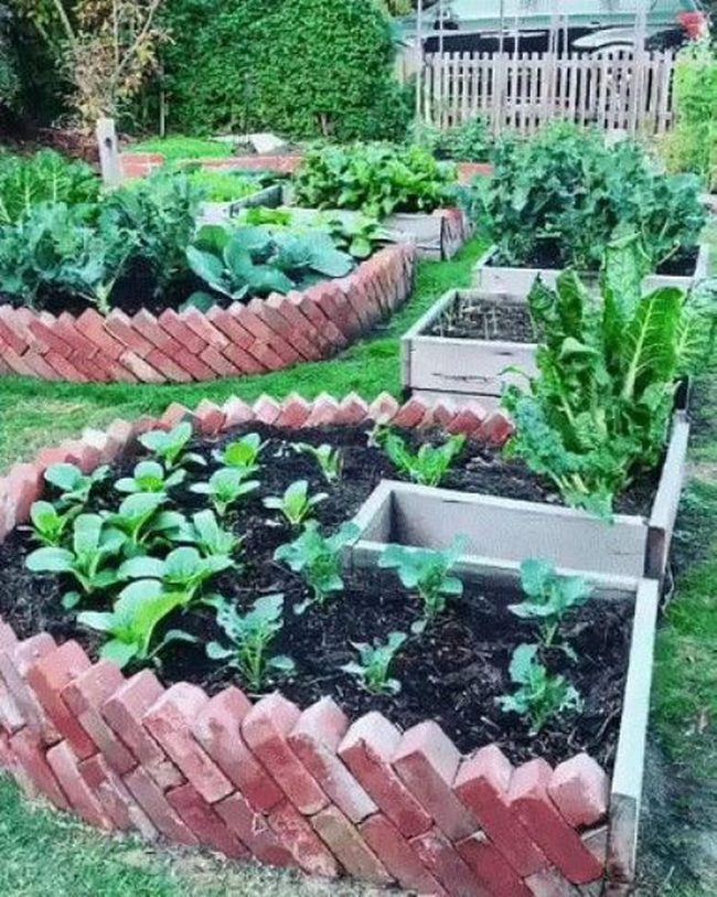 Brick-Raised Greens Growing Neatly
