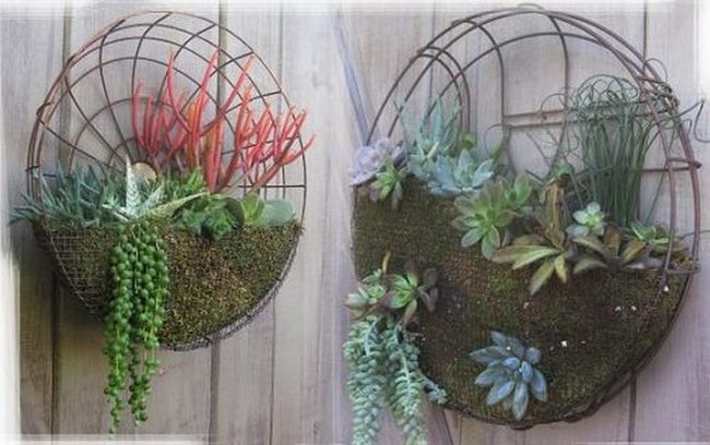 Lush Greens In Perfect Circles