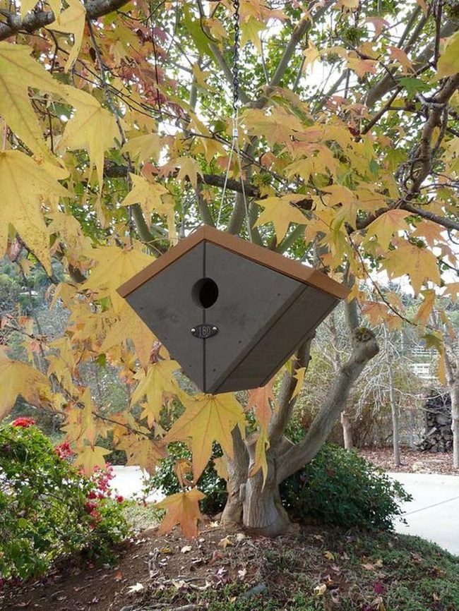 Wooden Birdhouse Among Autumn Gold