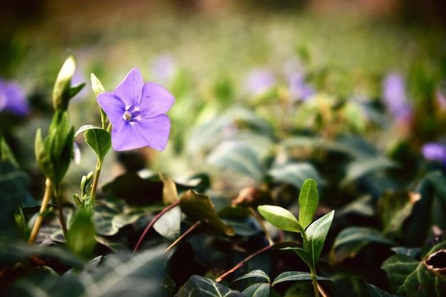 Purple Pinwheel Ground Cover