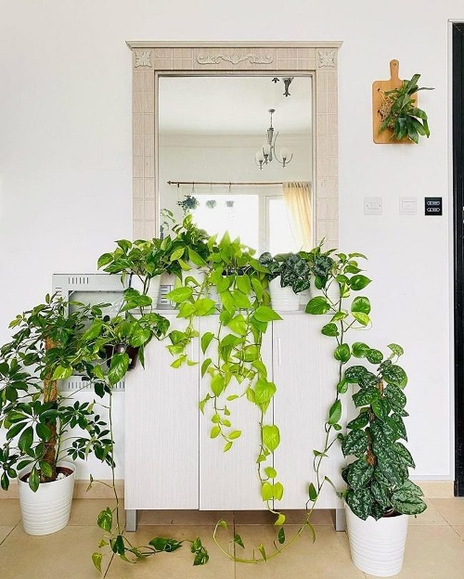Green Vines Soften Kitchen Edges