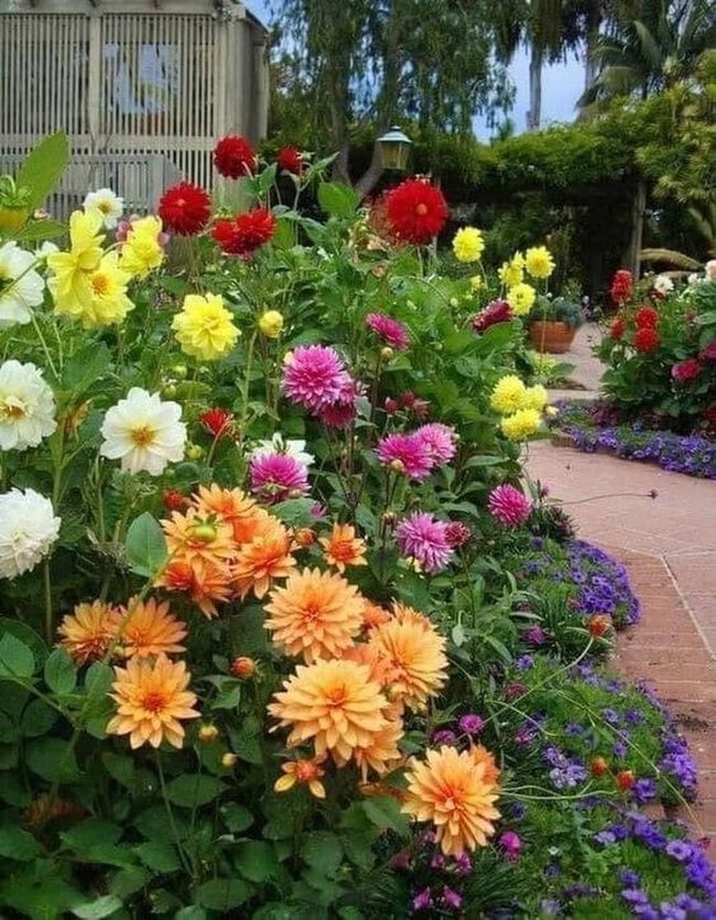Blooming Garden In Brilliant Colors