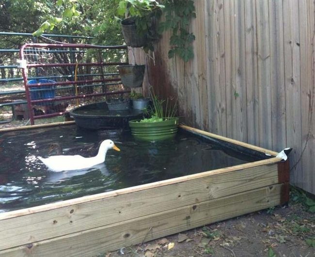 Backyard Duck Pond With Flowering Plants