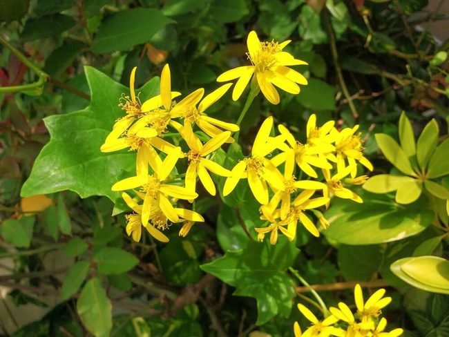 Yellow Blooms And Jagged Green Leaves
