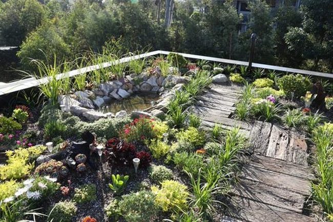 Urban Rooftop Native Gardens