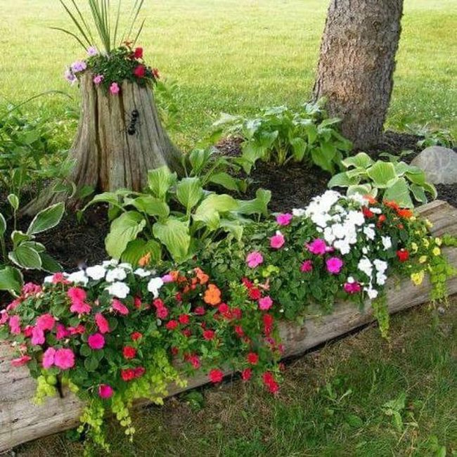 Colorful Blooms Cascade From Weathered Wood