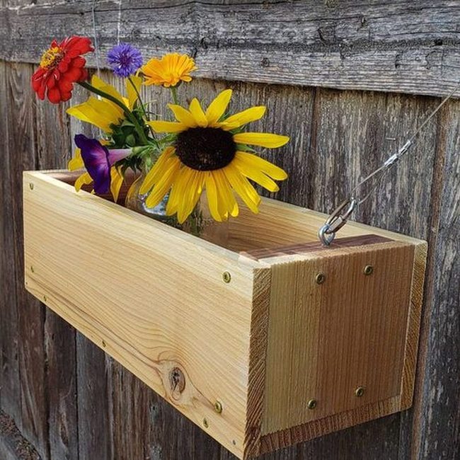 Sunflowers Bursting From Fence Planters