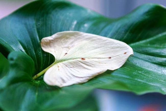 Early Pest Detection Saves Plants