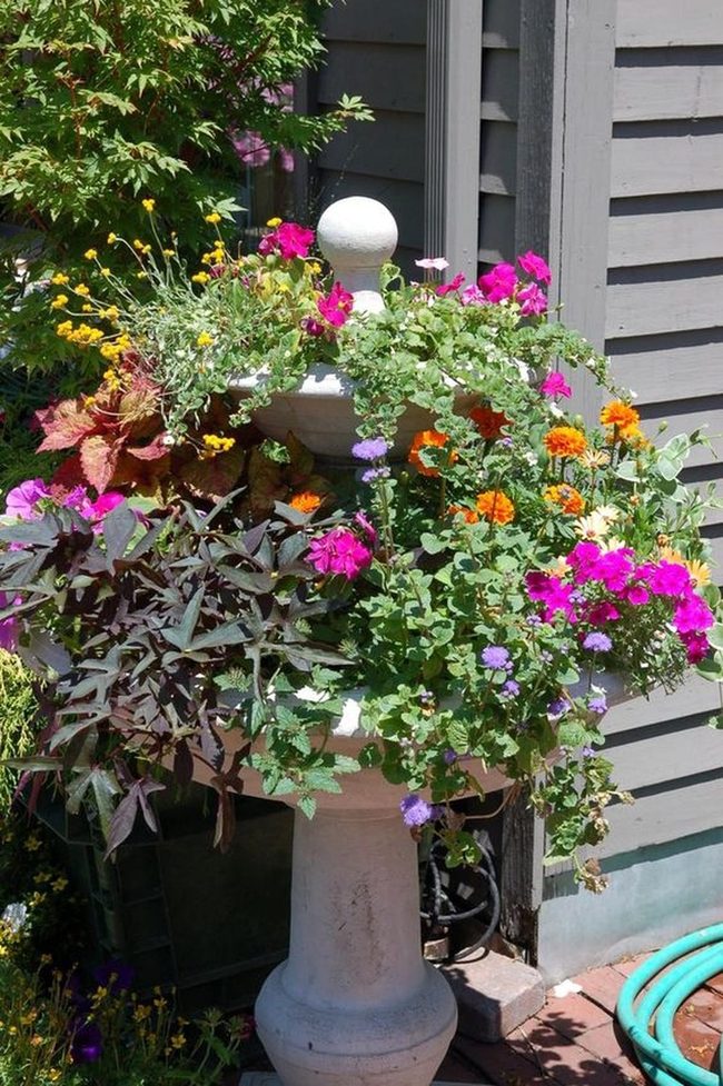 Overflowing Pink And Orange Blossoms
