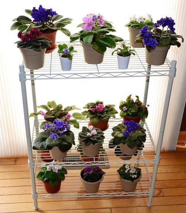 Purple Violets On Tiered Stands