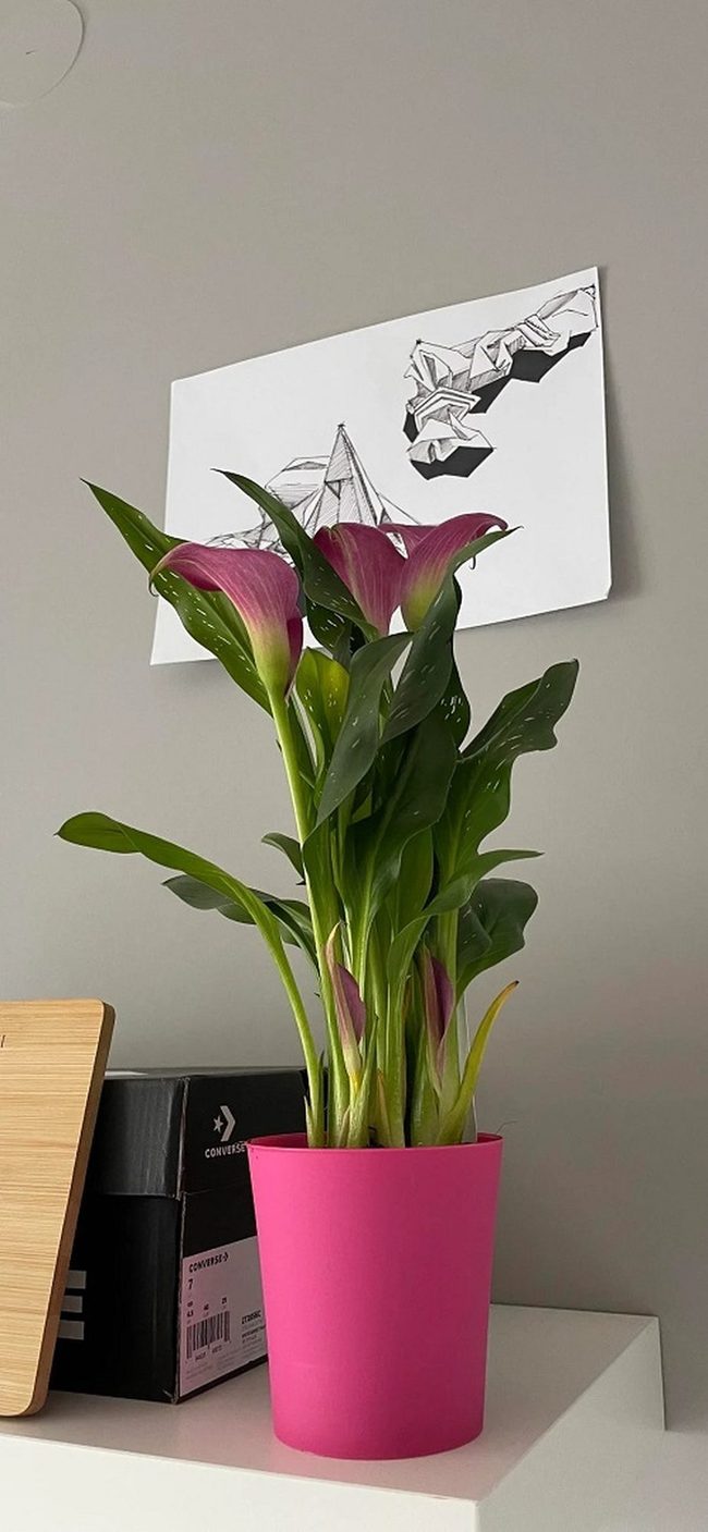 White Calla Lilies In Ceramic