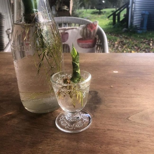 Wine Glass Mini Snake Plants