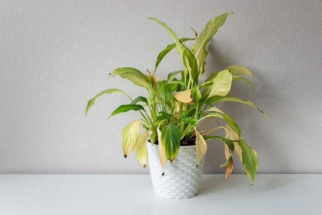 Catch Plant Problems Early