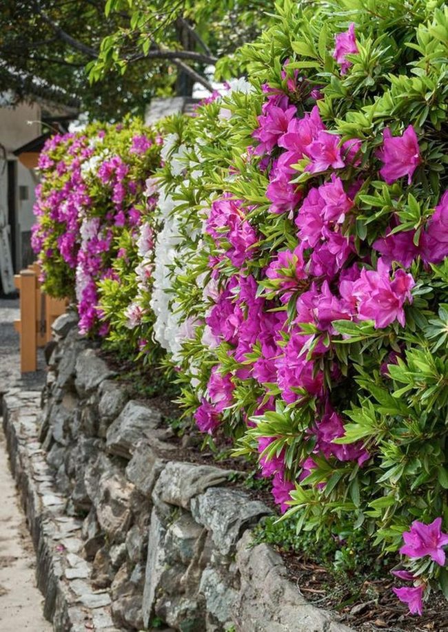 Stone Walls Pink Flower Gardens