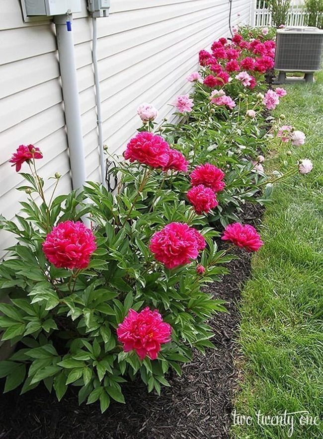 Peonies Hide Utility Eyesores