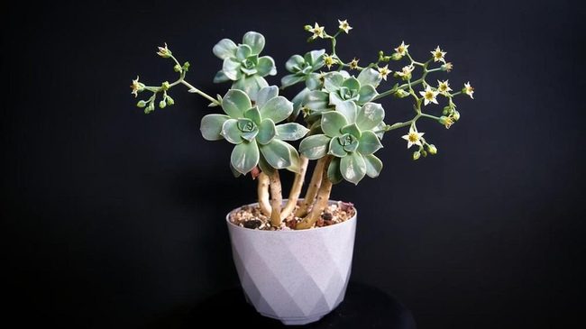 Pale Tan Stems, Starry Blooms