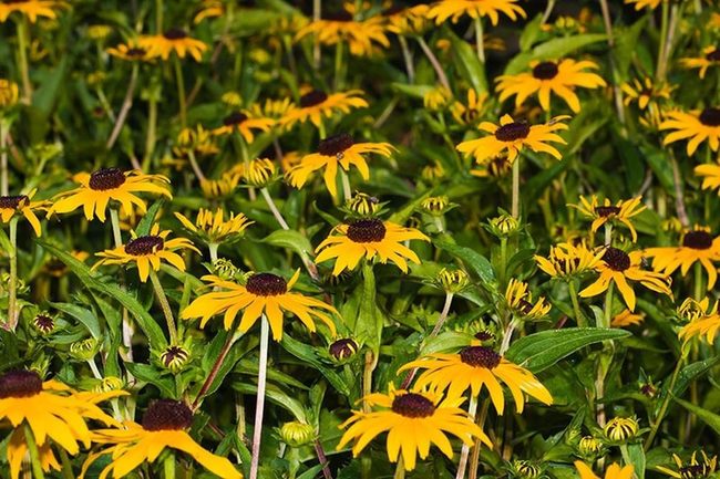 Golden Petals Dark Centers Summer Through Fall