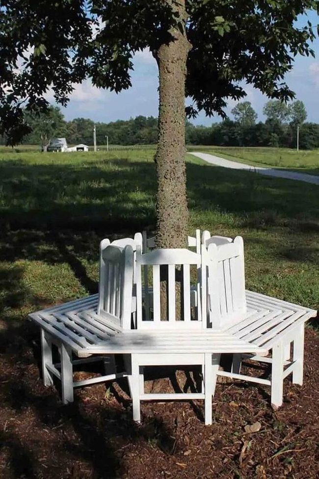 Circular Bench Around Living Tree