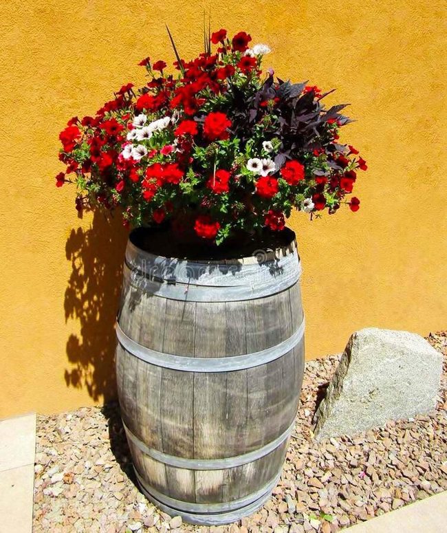 Red Petunias In Wooden Barrel
