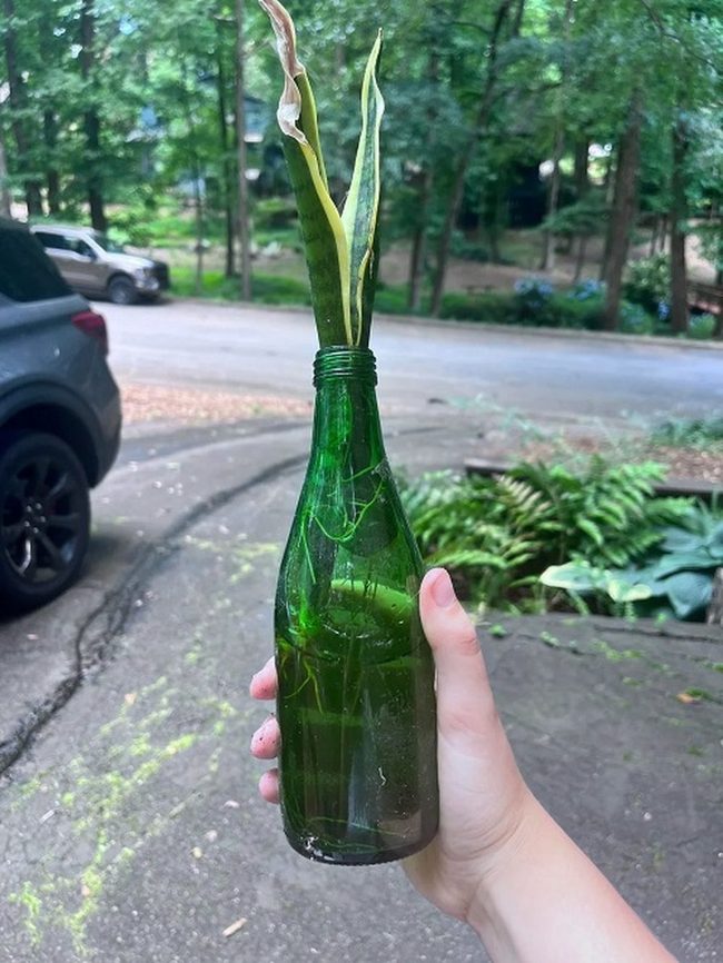 Green Glass Snake Plant Propagation