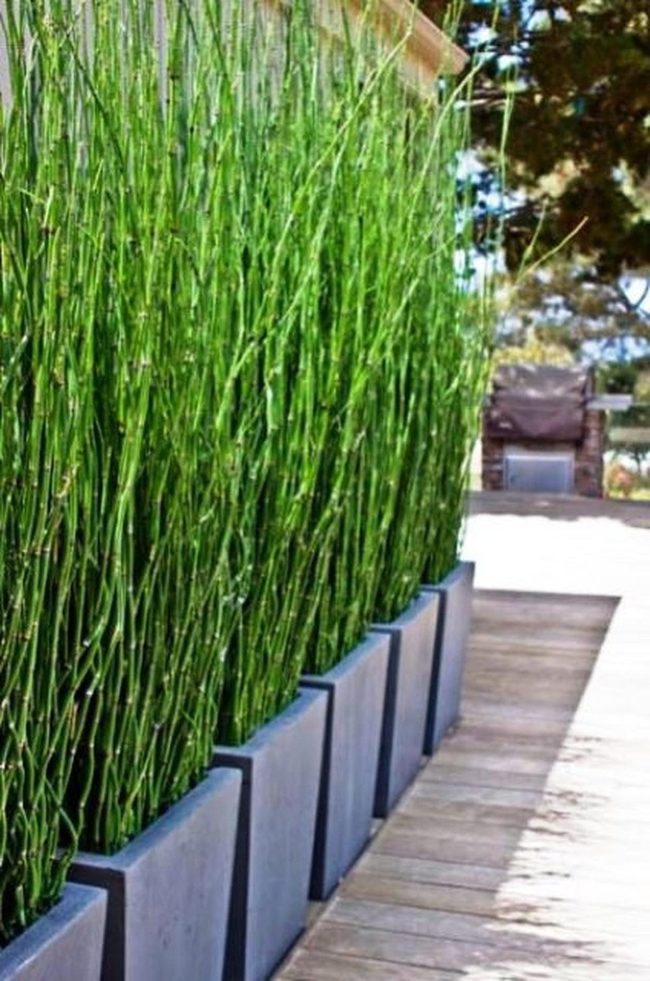 Green Plants Stone Grill Wooden Deck