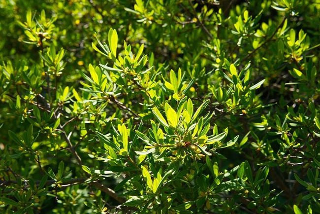 Fast Growing Evergreen For Tough Conditions