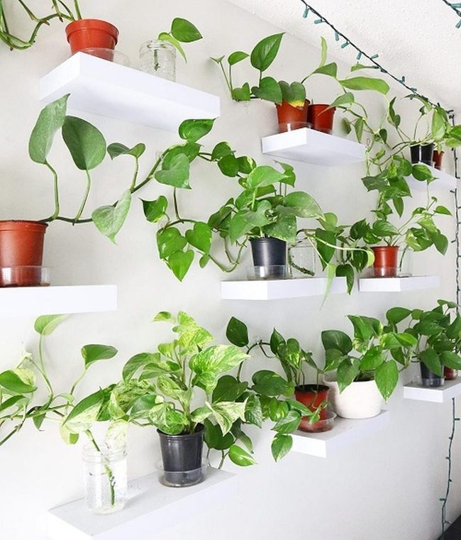 Green Vines Cascading Down Shelves
