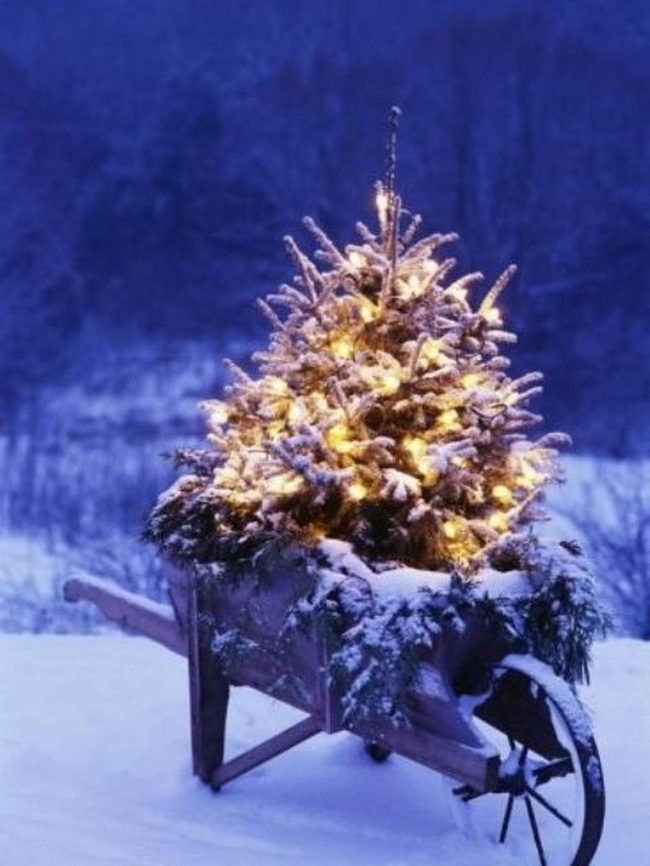 Snowy Pine In Weathered Wheelbarrow