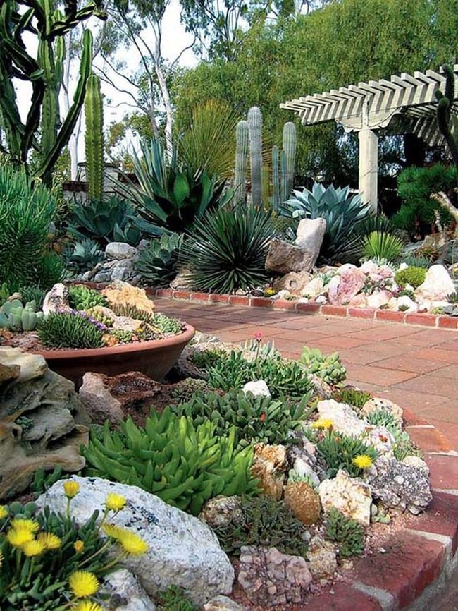 Low-Maintenance Desert Plants