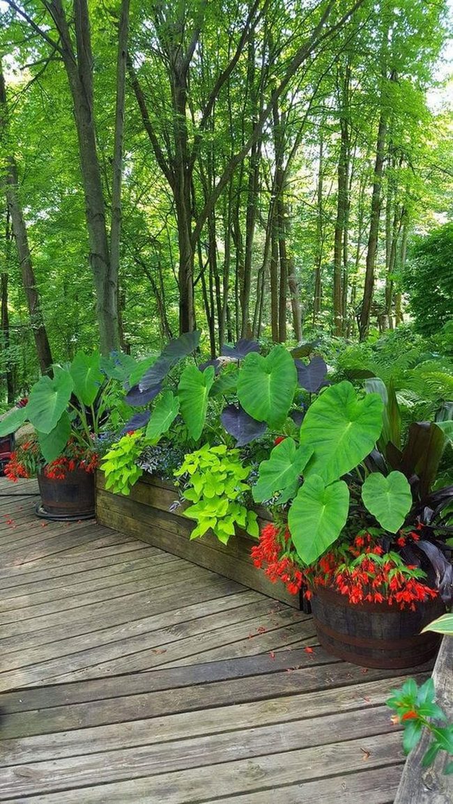 Emerald Garden With Wooden Barrel Planters