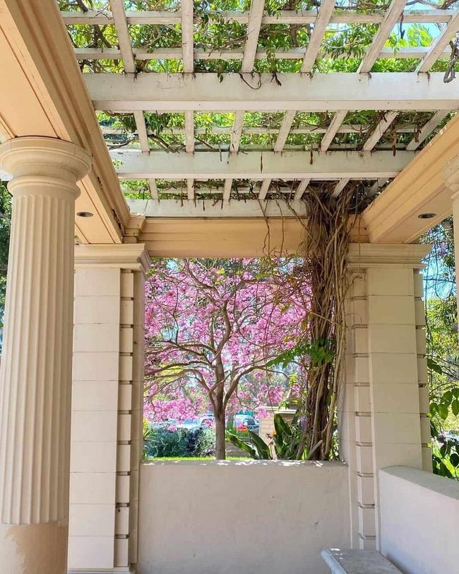 Ivy-Covered Pergola With Stone Bench