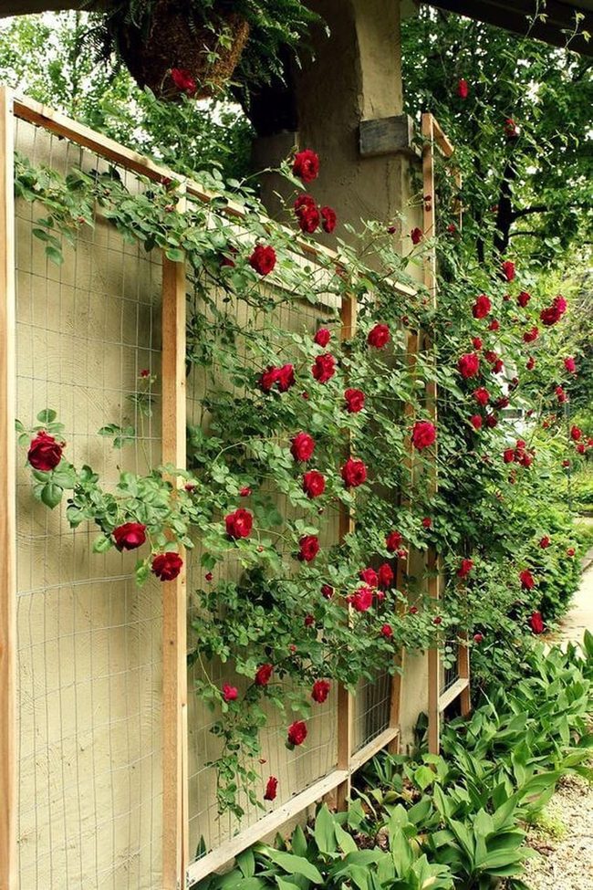 Cascading Roses Hide Garden Walls