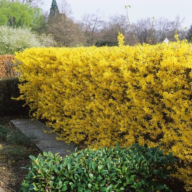 Yellow Blooms Line Stone Path
