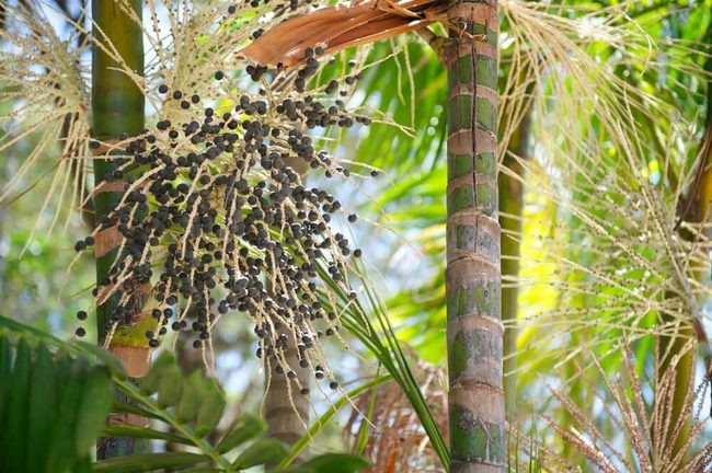 Dark Purple Berries On Palm