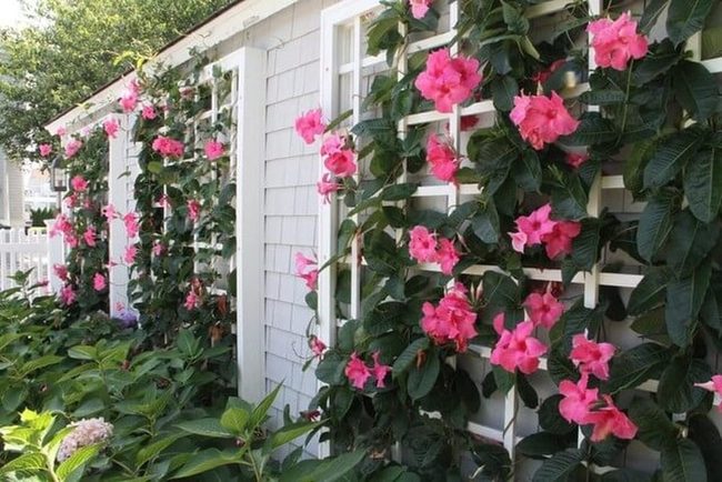Brilliant Trumpet Flowers Command Attention